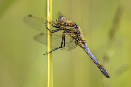 黑尾撇嘴 Orthetrum cancellatum 这只蜻蜓发生在欧洲和亚洲。具有独特蓝色尾巴的年轻男性
