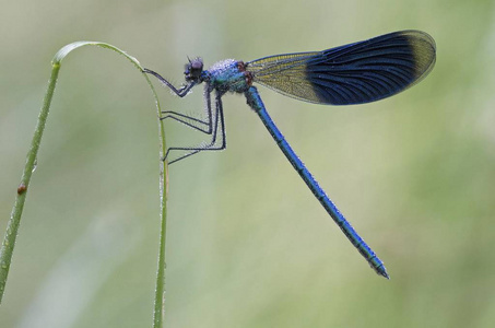 雄性带状多只蓑羽, Calopteryx 芨芨草在一叶草上