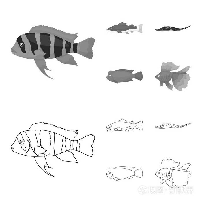 Frontosa, 丽, phractocephalus hemioliopterus。鱼集图标的轮廓, 单色风格矢量符号股票插