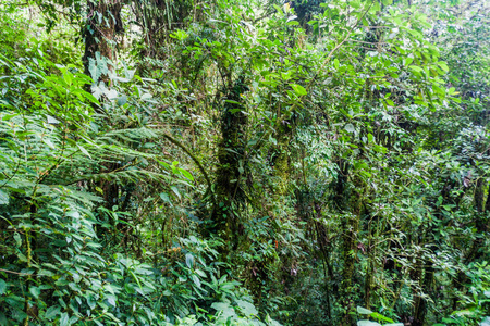 巴拿马 Boquete 附近的云林