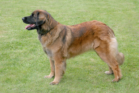 在花园里的典型 Leonberger