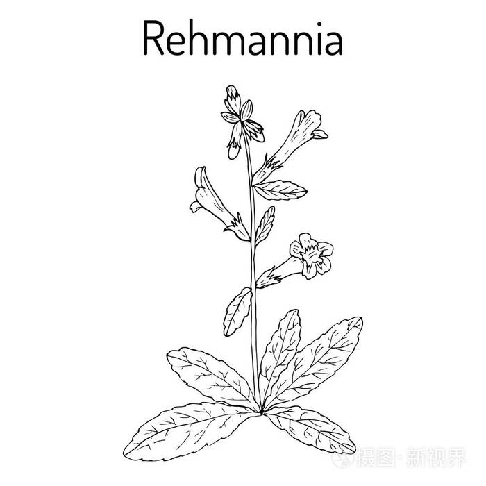 传统中医中药地黄插画-正版商用图片0q6niw-摄图新视界