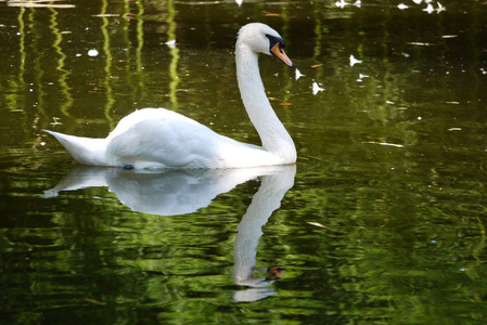 华丽的白天鹅优雅地扭动着它的脖子漂浮在湖面上, 欣赏着它在水中的倒影。