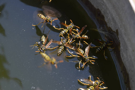黄蜂马蜂喝水.黄蜂从锅里喝水, 漂浮在水面上, 飞越水面.摄影图