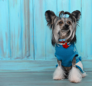 狗在服装上蓝色木制老式背景