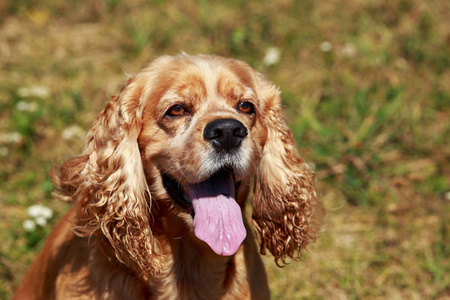 美国可卡犬的犬种