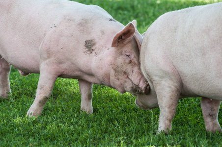 草原上的猪图片