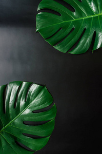 绿色龟背竹热带叶子边界框架在黑色背景平放置。文本空间。复印, 刻字