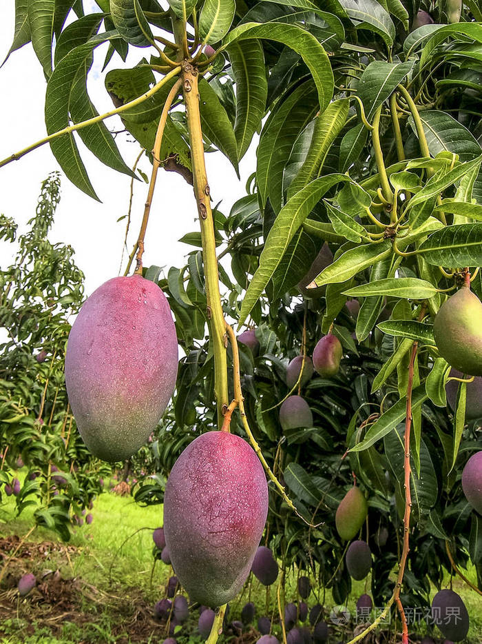 巴西芒果果实成熟