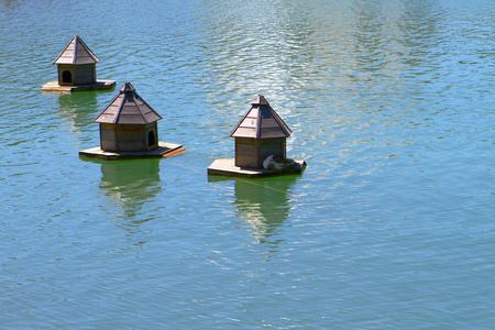 湖水波上的鸭子的房子图片