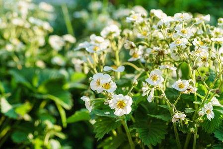 Bloomig 草莓在花园里