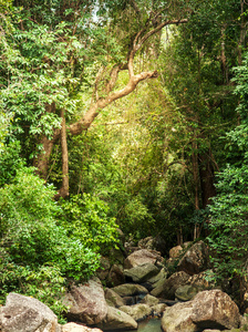 在热带丛林中的小山河。美丽明亮的拉