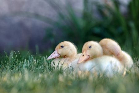 三只可爱的小鸭在草地上休息, 在阳光下取暖。