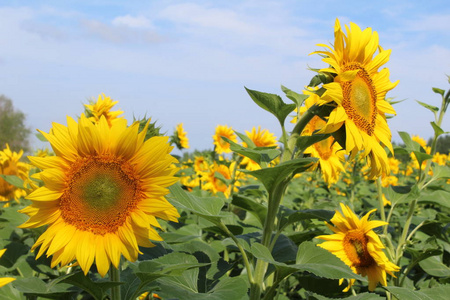 向日葵花在阳光明媚的夏日, 特写。夏天是植物在春天种植在田间的时候。向日葵是非常美丽的盛开, 大的明亮的黄色花朵。他们是阳光。大