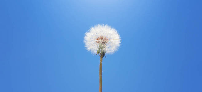 蒲公英在天空背景。自然构成