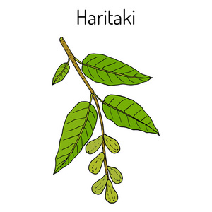 Haritaki 诃子，或黑或 chebulic 诃子阿育吠陀植物