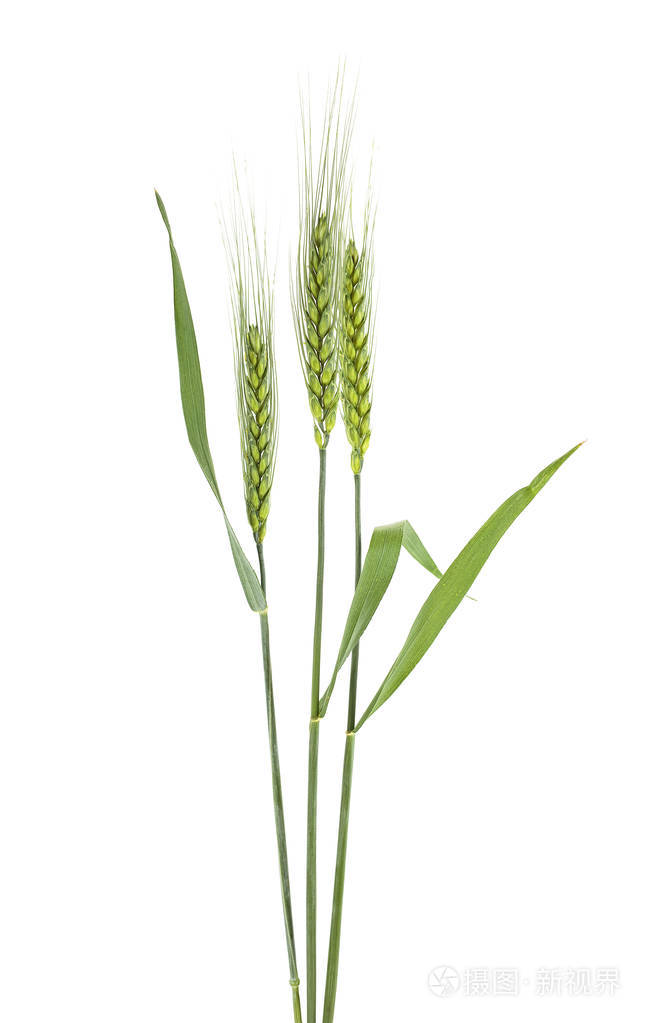白色背景大麦的绿色小穗
