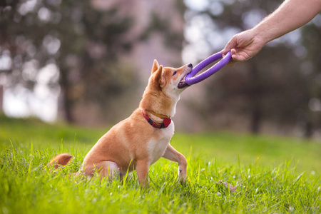 公园里玩的年轻 shiba inu