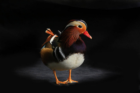 鸳鸯鸳鸯鸳鸯鸳鸯鸳鸯鸳鸯北美鸳鸯浮在池塘中的鸳鸯鸭公鸳鸯鸳鸯鸟