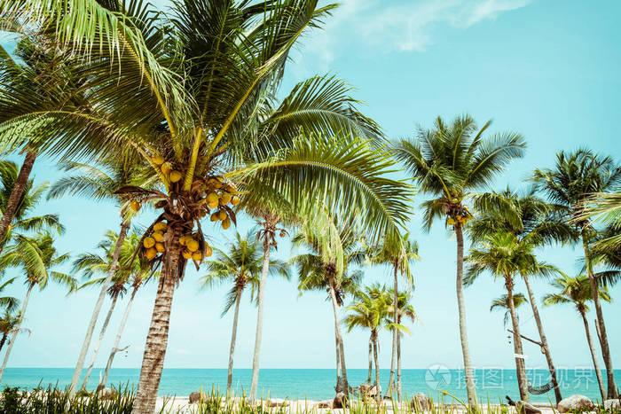 景观的椰子棕榈树