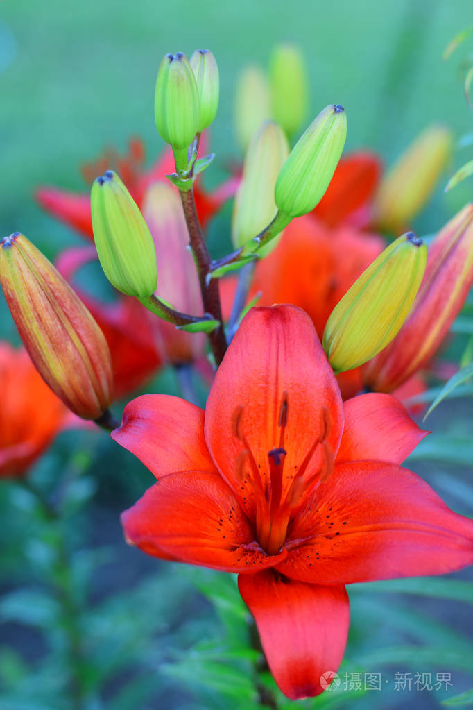 夏日花园床上的红橙百合花和绿芽照片 正版商用图片0q724o 摄图新视界