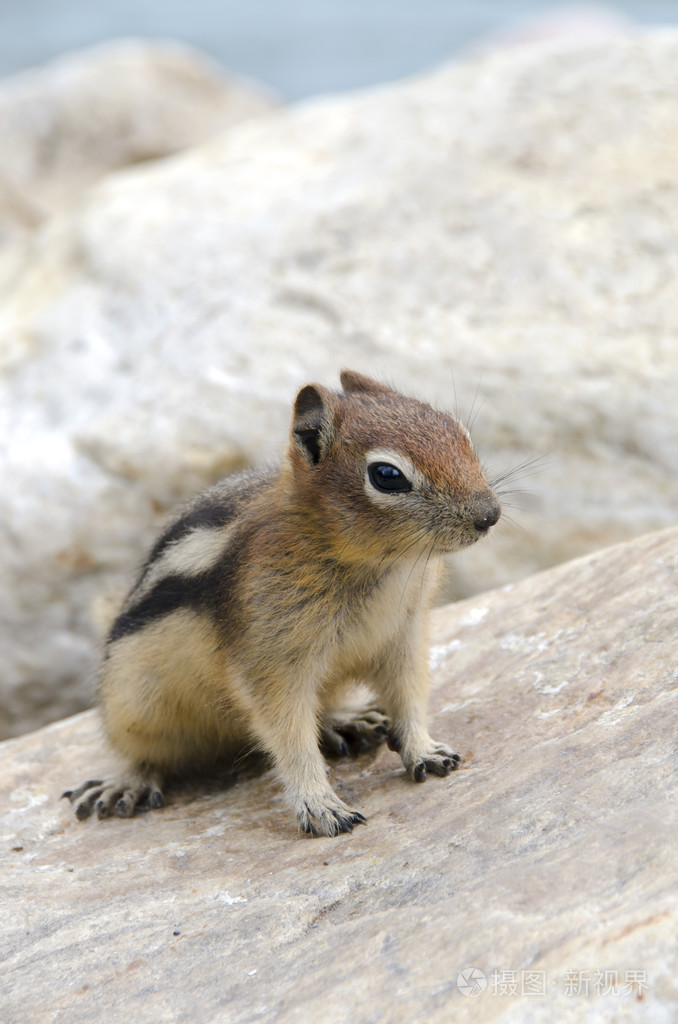 花栗鼠松鼠在加拿大