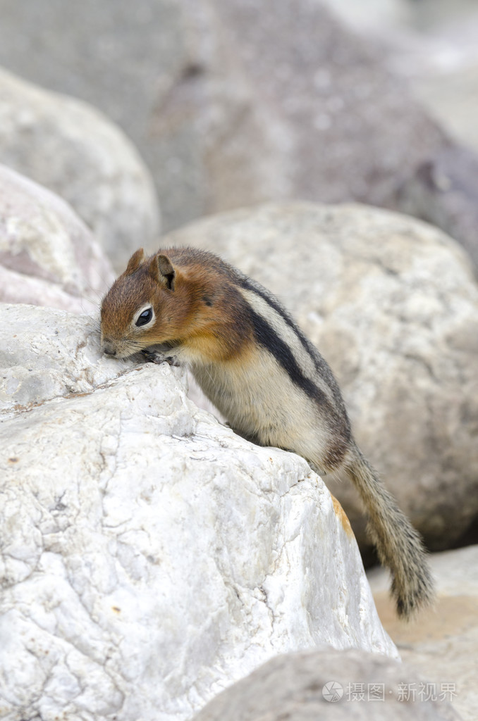 花栗鼠松鼠在加拿大