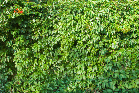 绿色的常春藤覆盖的墙作为背景图像