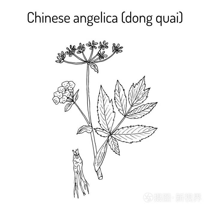 当归,当归或女性人参-药用植物插画-正版商用图片0q74ib-摄图新视界