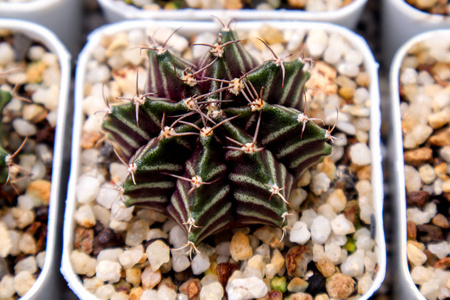 Gymnocalycium Mihanovichii 仙人掌和肉质