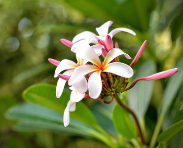 热带花卉frangipani梅花