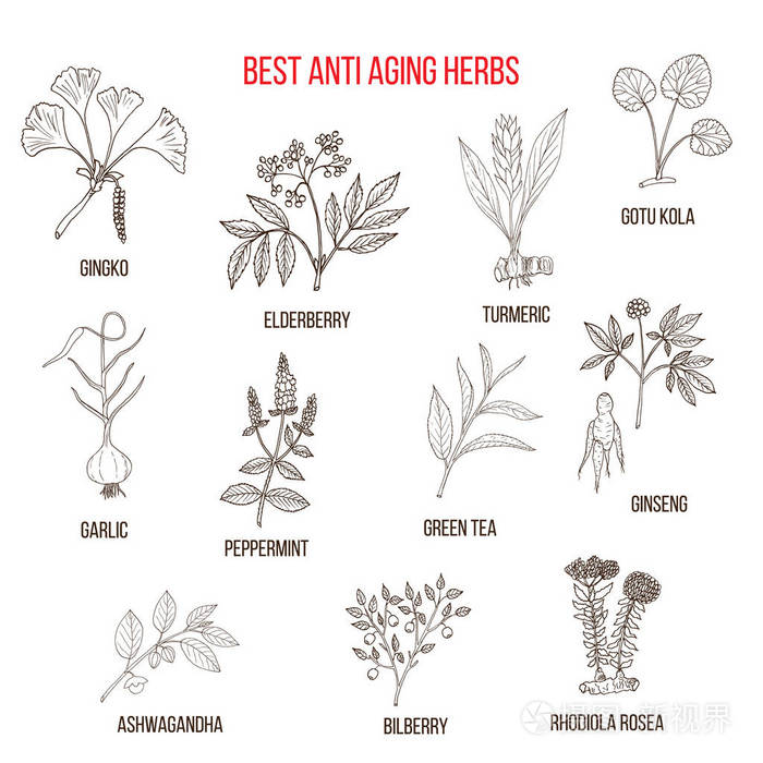 抗衰老中药的集合插画-正版商用图片0q76mz-摄图新视界
