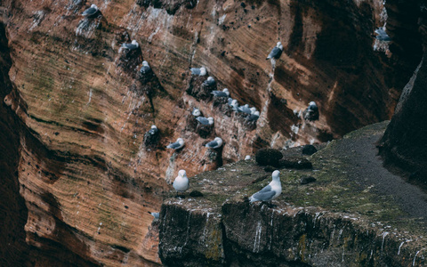 悬崖上覆盖着 brids 在冰岛。Snaefellsnes 半岛西岸海崖风景如画