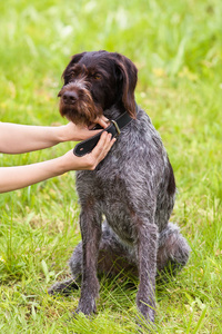 在狗身上打勾图片