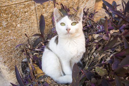 流浪猫动物