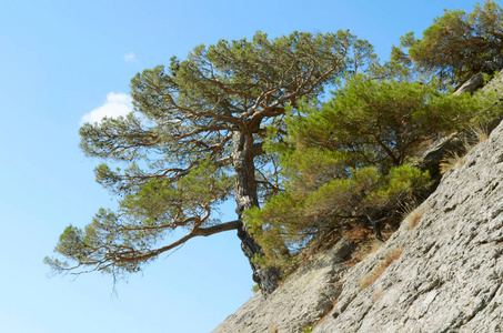 清晨天空背景下的春季高山山峰日本富山 murodo 站景观雪墙和绿树的
