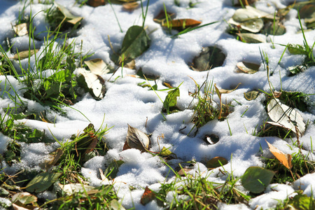 第一次下雪的绿草, 秋天