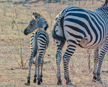 在非洲的津巴布韦, 南非大草原的斑马