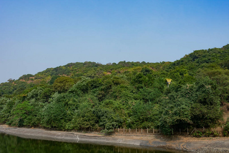 湖岸边的绿叶景观