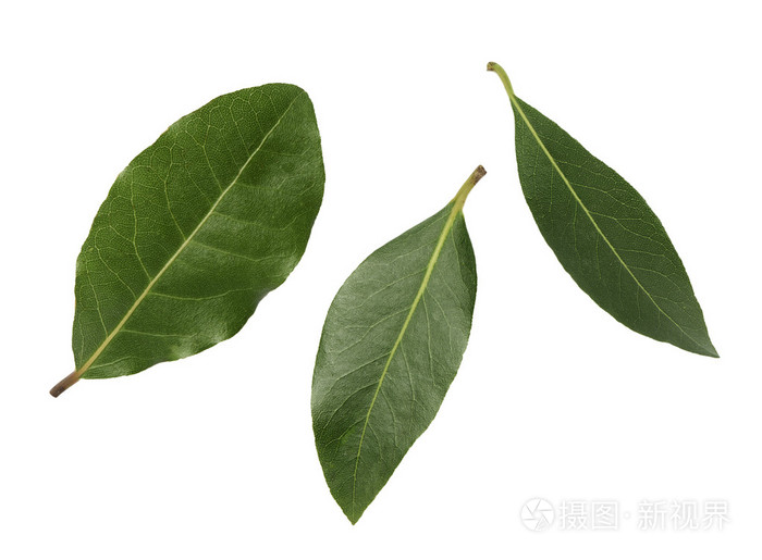 月桂树的白色背景上的三片叶子照片 正版商用图片0q7ckb 摄图新视界 月桂树的白色背景上的三片叶子照片 正版商用图片0q7ckb 摄图新视界