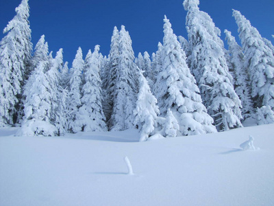 冬季森林山中图片