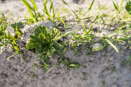 土盖上的小马铃薯。植物特写。春马铃薯幼苗的萌芽