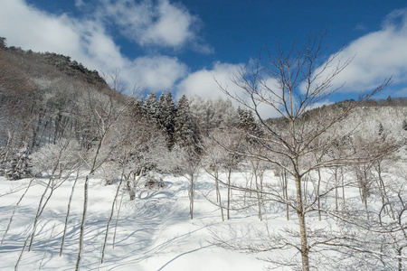 日本中部山地树木景观的雪冬自然