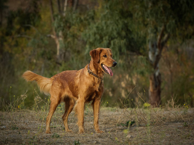 金色猎犬狗户外肖像站在田野里