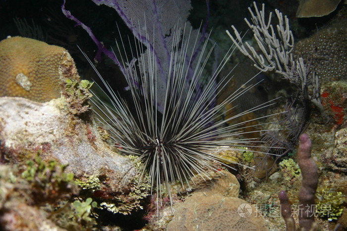 水下的珊瑚古巴生活