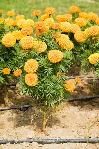 秋彩花在夏日风光中