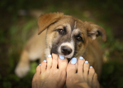 德国牧羊犬狗咬图片