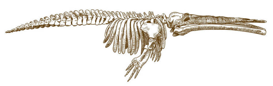 cetotherium 鲸鱼在白色背景下被隔绝的载体古色古香的雕刻图画例证