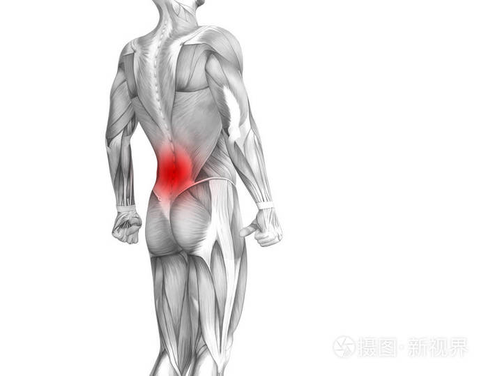概念背部人体解剖学与红色热点炎症关节疼痛或脊柱保健疗法或运动肌肉