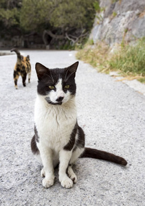 流浪猫在街道上